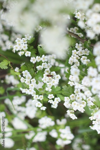 Bee on white flowers. Captured in the Netherlands