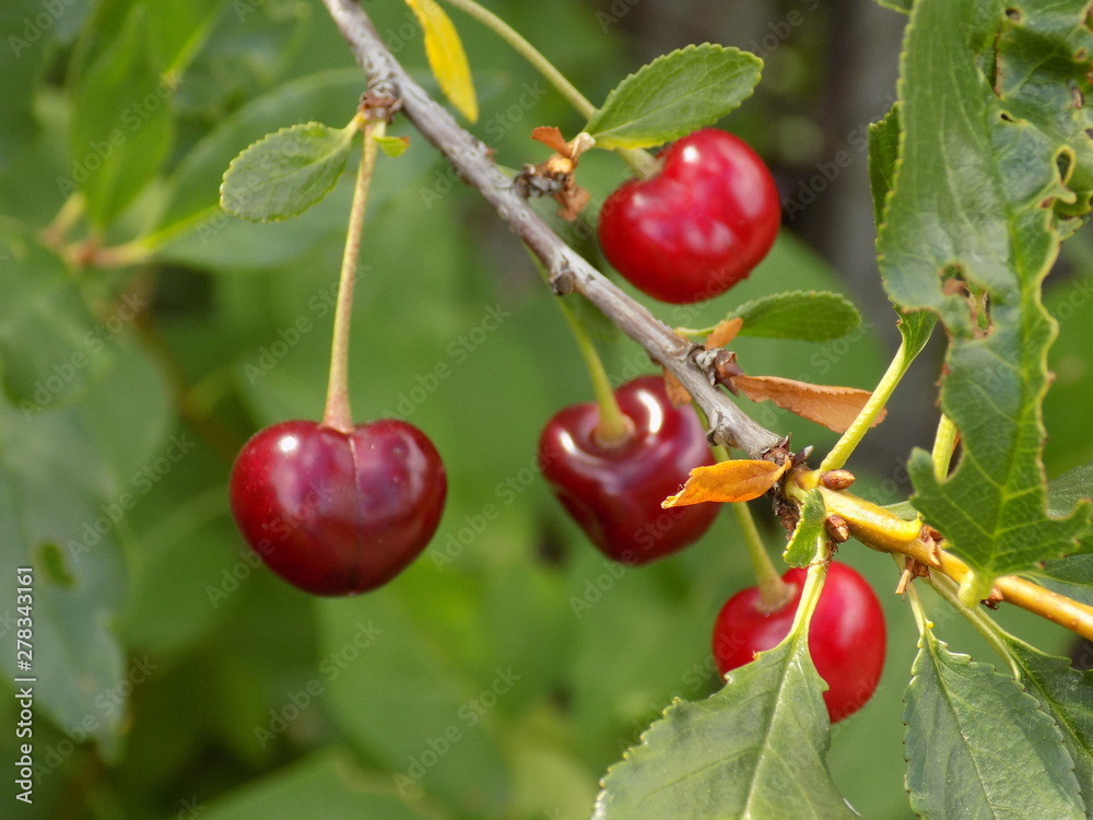 Summer sun. Beautiful juicy cherry berries ripen on the branches. Rich harvest. Summer sun. Beautiful juicy cherry berries ripen on the branches. Rich harvest.
