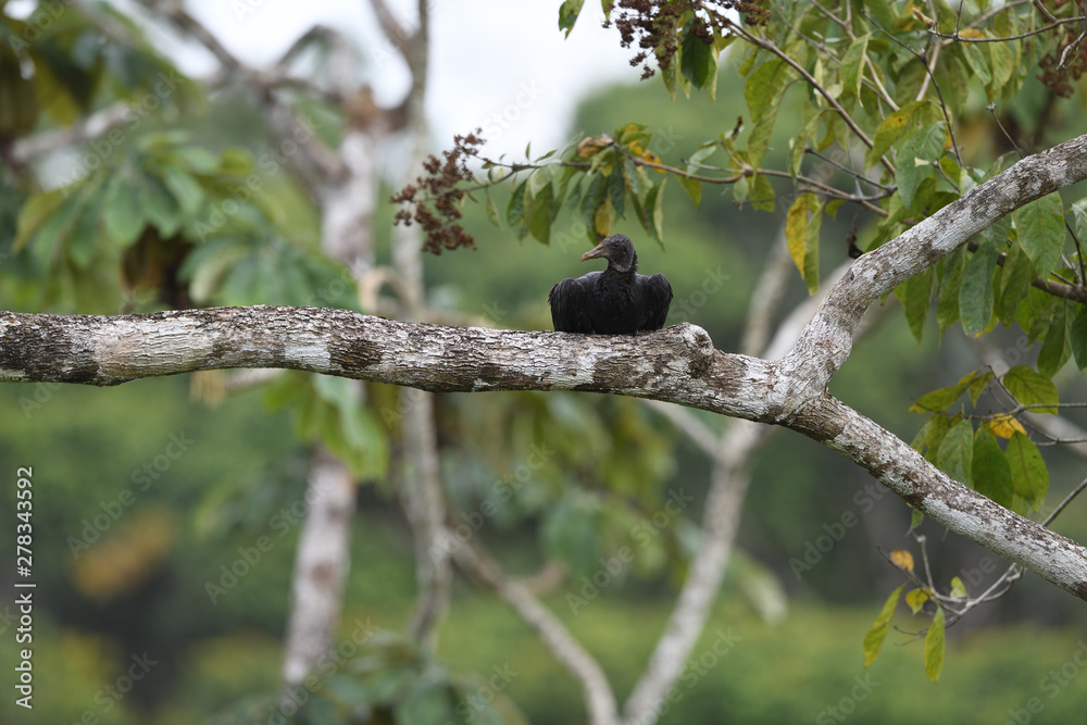 Black vulture sitiing on branch Black vulture sitiing on branch