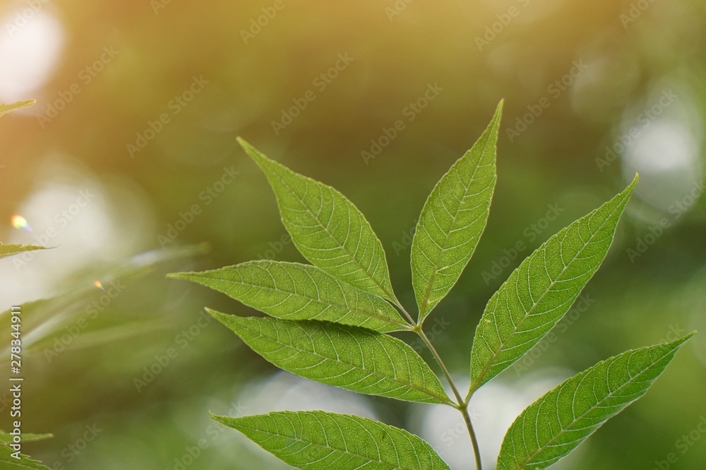 green tree leaves and branches in the nature in summer, green background green tree leaves and branches in the nature in summer, green background