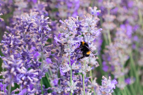 Fototapeta Naklejka Na Ścianę i Meble -  bee on a purple lavender flower