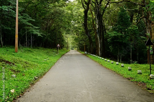 A deserted road in the forest