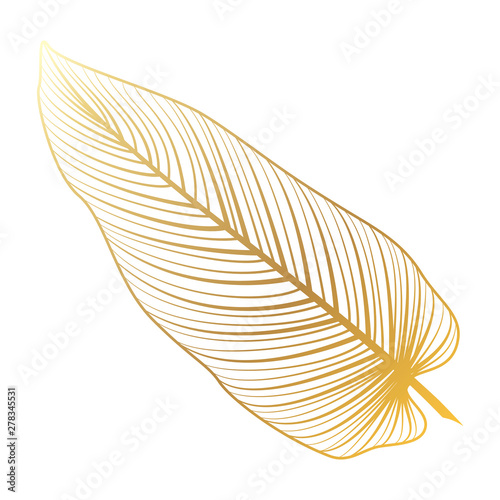 Tropical leaf palm isolated. Vector illustration. EPS 10