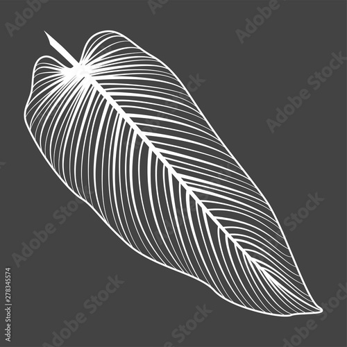 Tropical leaf palm isolated. Vector illustration. EPS 10