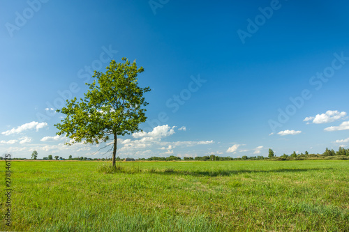 Lonely green deciduous tree growing on a green meadow
