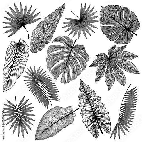 Set tropical leaf isolated. Vector illustration. 