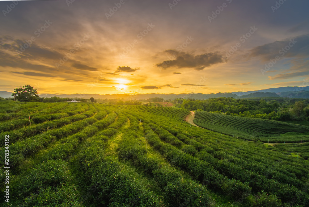 Beautiful sunsets at Chui Fong Tea Plantation, Chiang Rai Province North of Thailand.