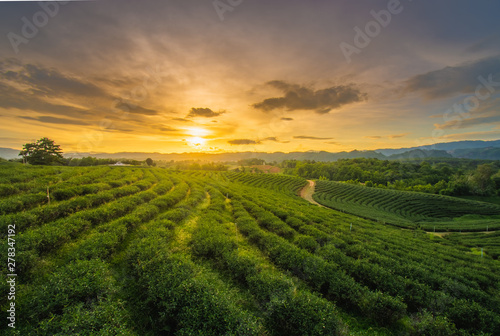 Beautiful sunsets at Chui Fong Tea Plantation, Chiang Rai Province North of Thailand.