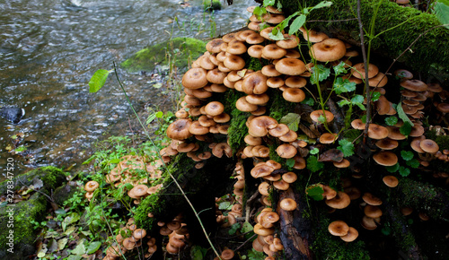 Family honey agaric