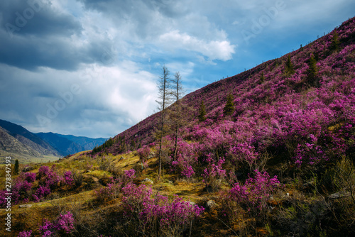 Fabulous spring floral landscape, beautiful view with blooming pink rhododendrons on the hillside and fantastic sky. Flowering of maralnik or rosemary in the mountains. Wonderful world of nature. photo