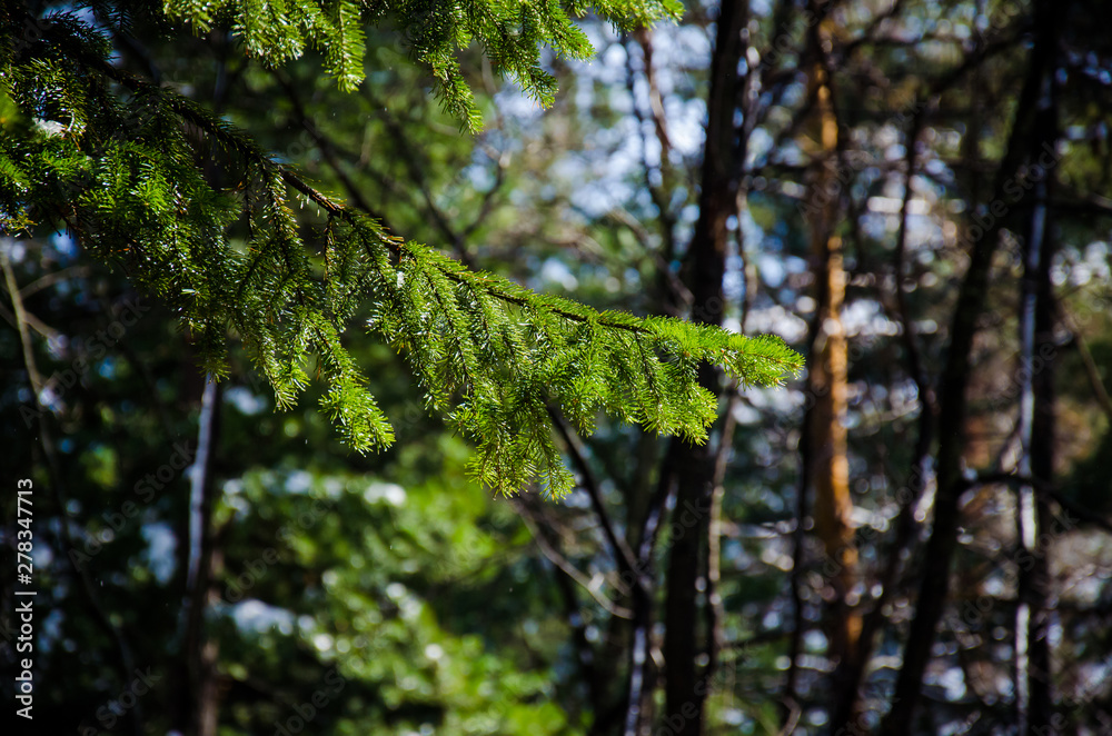 Fototapeta premium Fir tree branch forest background