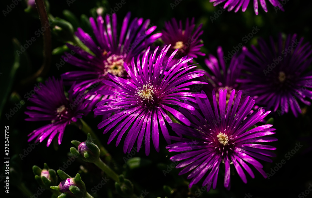 Delosperma Blüte Delosperma Blüte