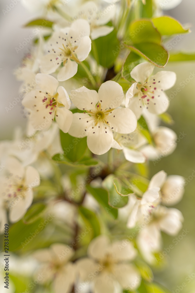 Pear tree blossoms