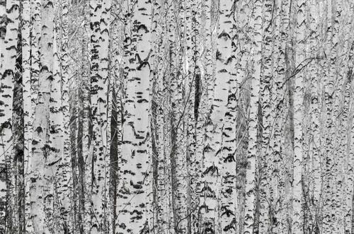 Birch forest background texture