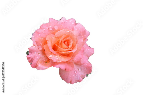 two tone rose blooming on white background