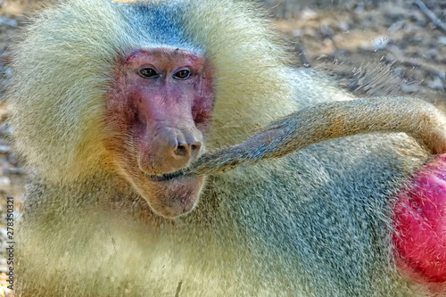 Obraz na płótnie monkey