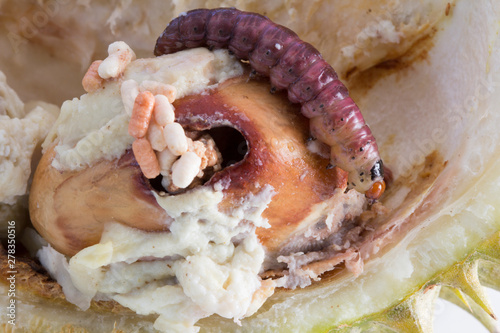 Close up of worm (Mudaria luteileprosa Holloway) on durian fruits. photo