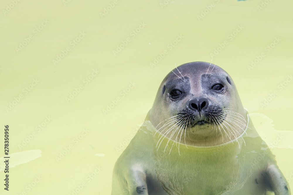 Obraz premium Seehund schaut aus dem Wasser - lustig