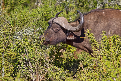 African Buffalo bull nibbling succulent bush