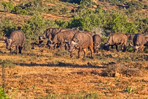 Herd of African Buffalo grazing © geoffsp