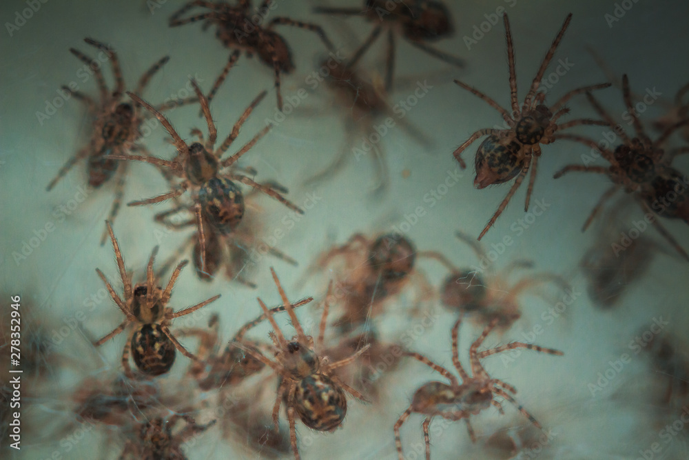 Nest with lots of little spiders, brood. Web close up. Arachnophobia ...