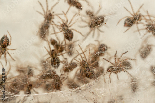 Nest with lots of little spiders, brood. Web close up. Arachnophobia, disgusting and scary concept. Insects phobia, horror, fear and disgust. Baby, reproduction, many offspring. Selective, soft focus