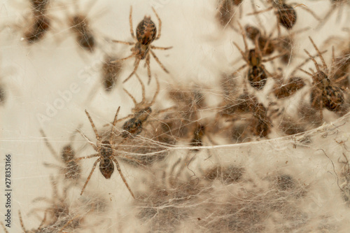 Nest with lots of little spiders, brood. Web close up. Arachnophobia, disgusting and scary concept. Insects phobia, horror, fear and disgust. Baby, reproduction, many offspring. Selective, soft focus