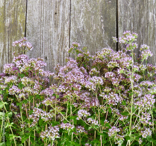Bunch of fresh Oregano twigs with flowers on old wood. Pink flowers bouquet of origanum vulgare. Rustic, flower, herb, macro, blurred floral blossom background.