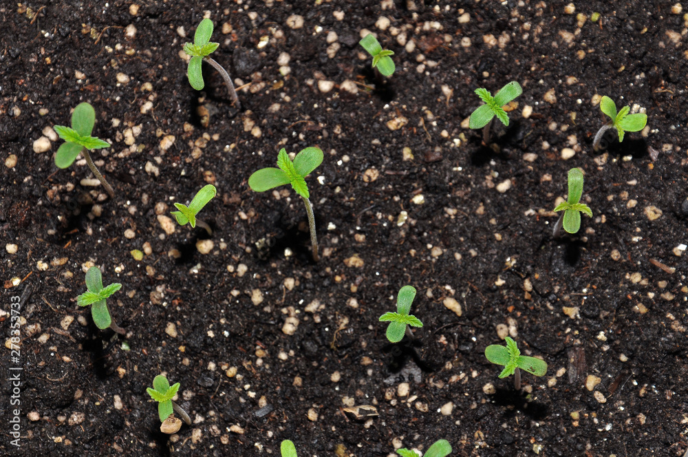 seedling of hemp in planting pot vertical view close up seedling of hemp in planting pot vertical view close up