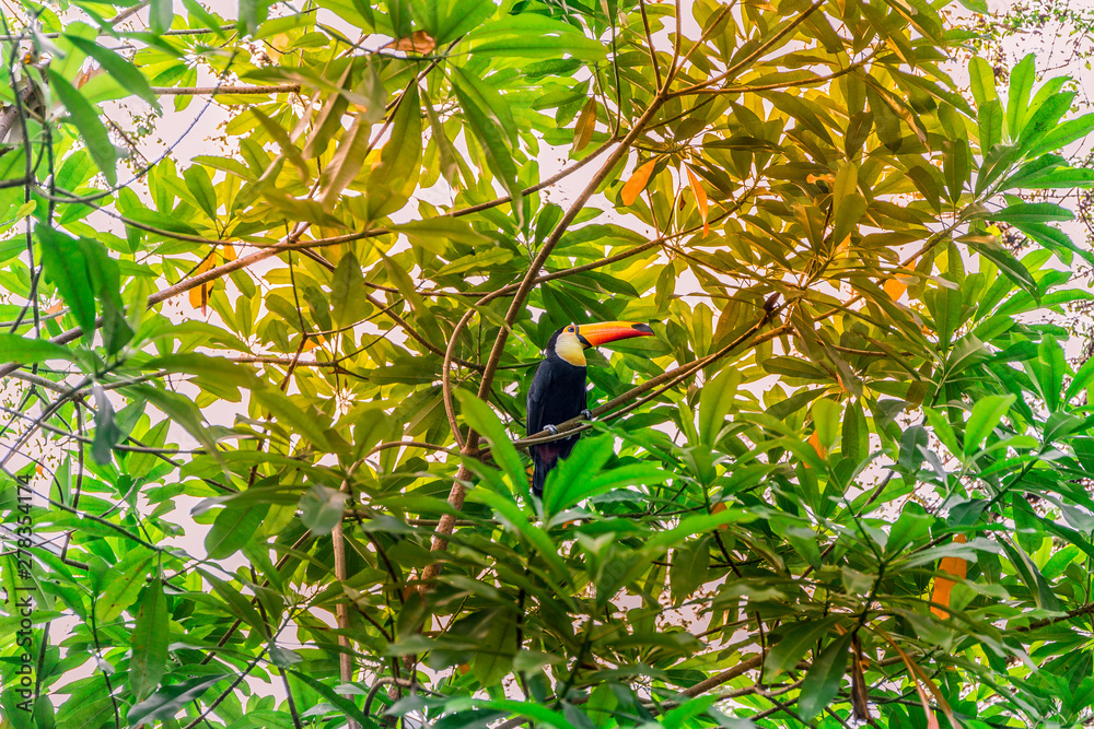 A wild toucan, also known as Ramphastos toco, toco toucan, common toucan or giant toucan, perched on a branch surrounded by green leaves in a forest in Singapore, Asia A wild toucan, also known as Ramphastos toco, toco toucan, common toucan or giant toucan, perched on a branch surrounded by green leaves in a forest in Singapore, Asia