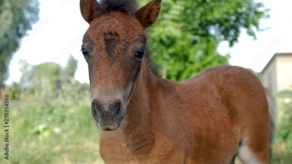 Young brown pony looks at the camera while insects fly around her face Young brown pony looks at the camera while insects fly around her face