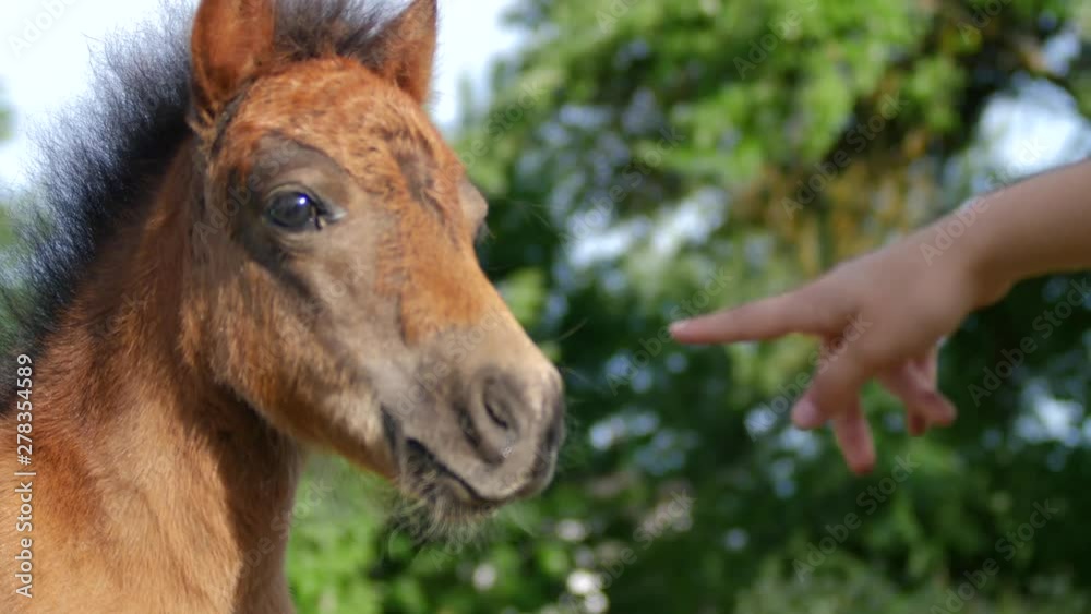 Young brown pony playing with girls finger. Pony being playful and curious. Young brown pony playing with girls finger. Pony being playful and curious.