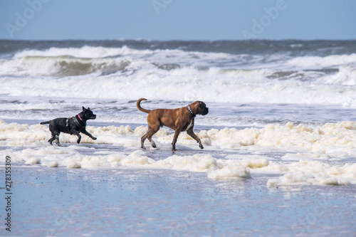 zwei Hunde laufen in der Brandung am Meer