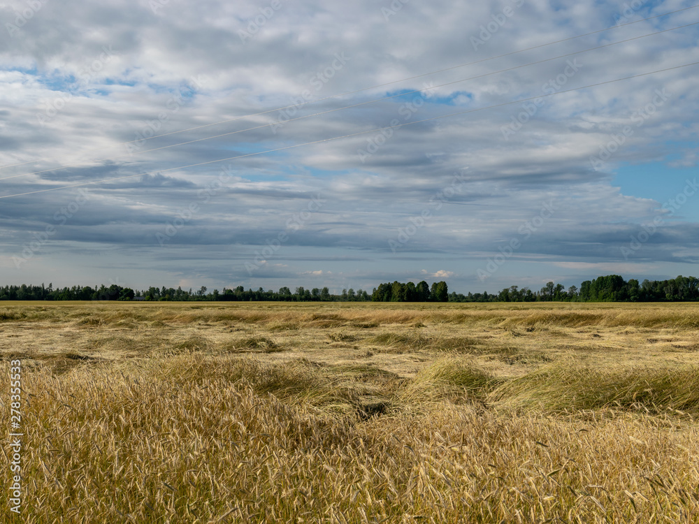 Gold Wheat flied panorama,  rural countryside 