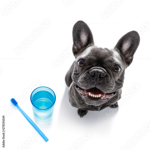 Fototapeta Naklejka Na Ścianę i Meble -  dental toothbrush dog