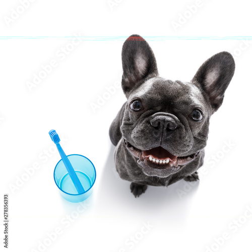 dental toothbrush dog © Javier brosch