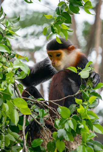 Red shanked Douc Langur (Pygathrix nemaeus) photo