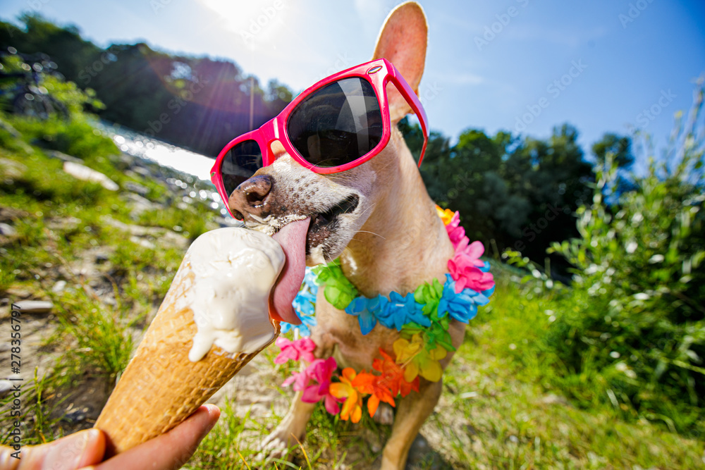 dog  summer vacation   licking ice cream - obrazy, fototapety, plakaty 