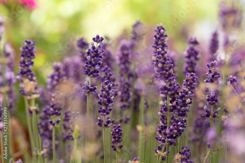 The blossoming field of a lavender. Close up