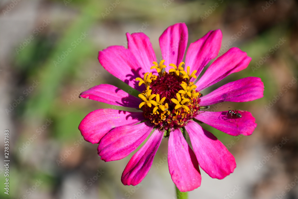 The ant sits on a zinnia flower