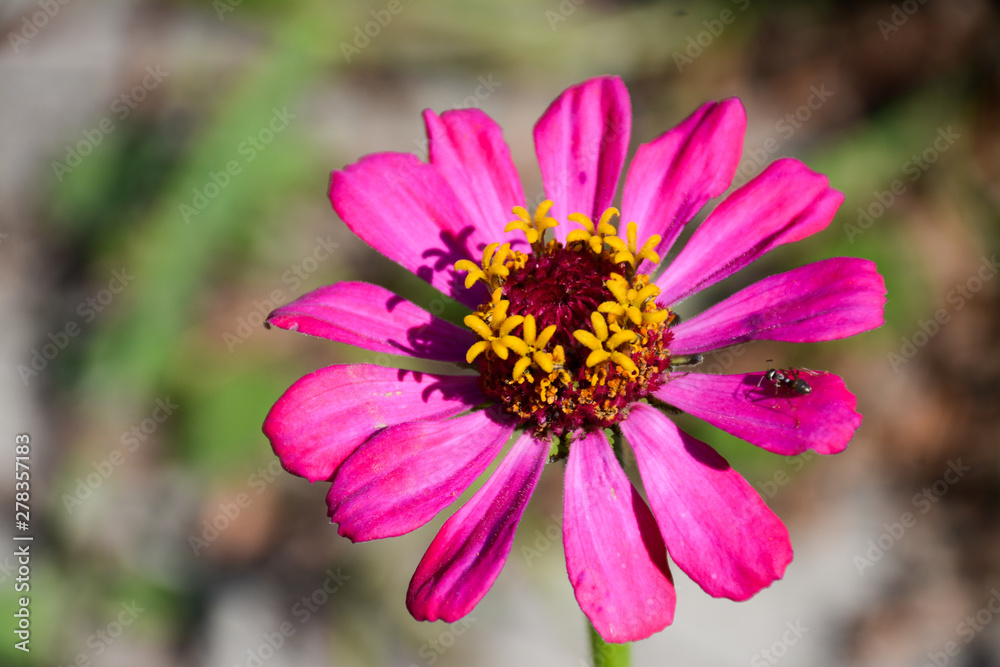 The ant sits on a zinnia flower The ant sits on a zinnia flower