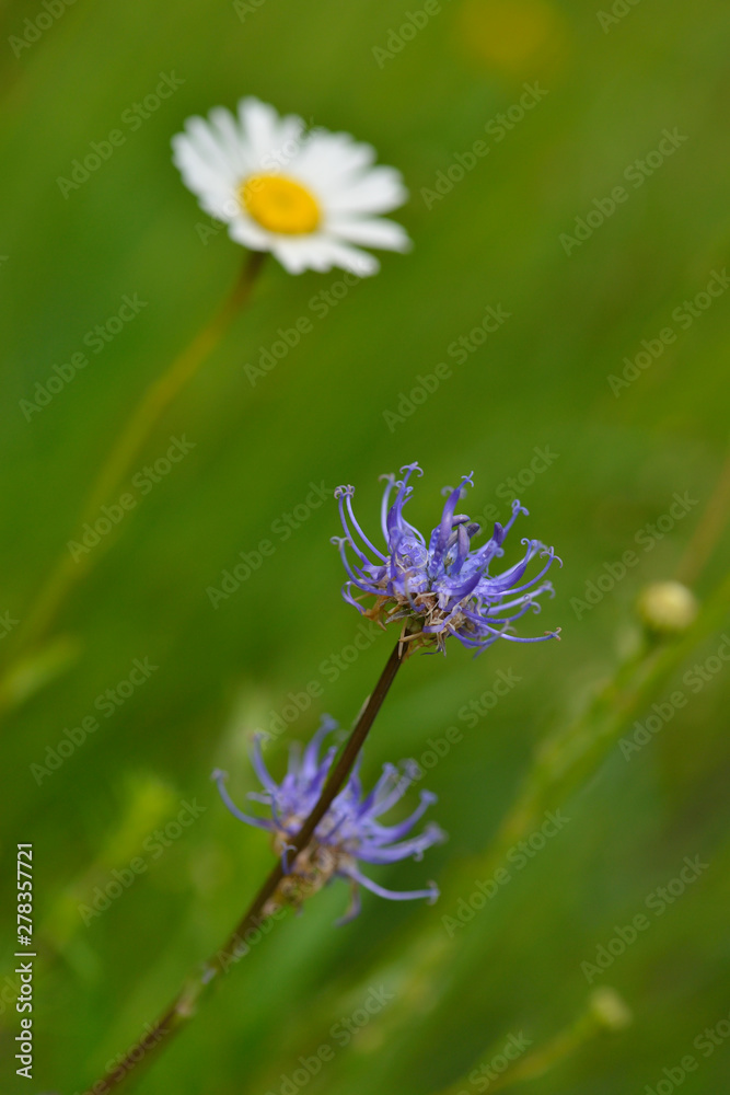 Kugelige Teufelskralle (Phyteuma orbiculare) Kugelige Teufelskralle (Phyteuma orbiculare)