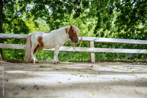 Adorable white and brown pony horse standing next to fence. Ranch exterior.