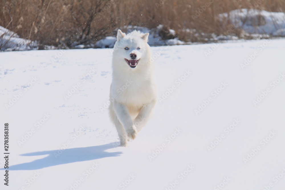 Naklejka premium Dog