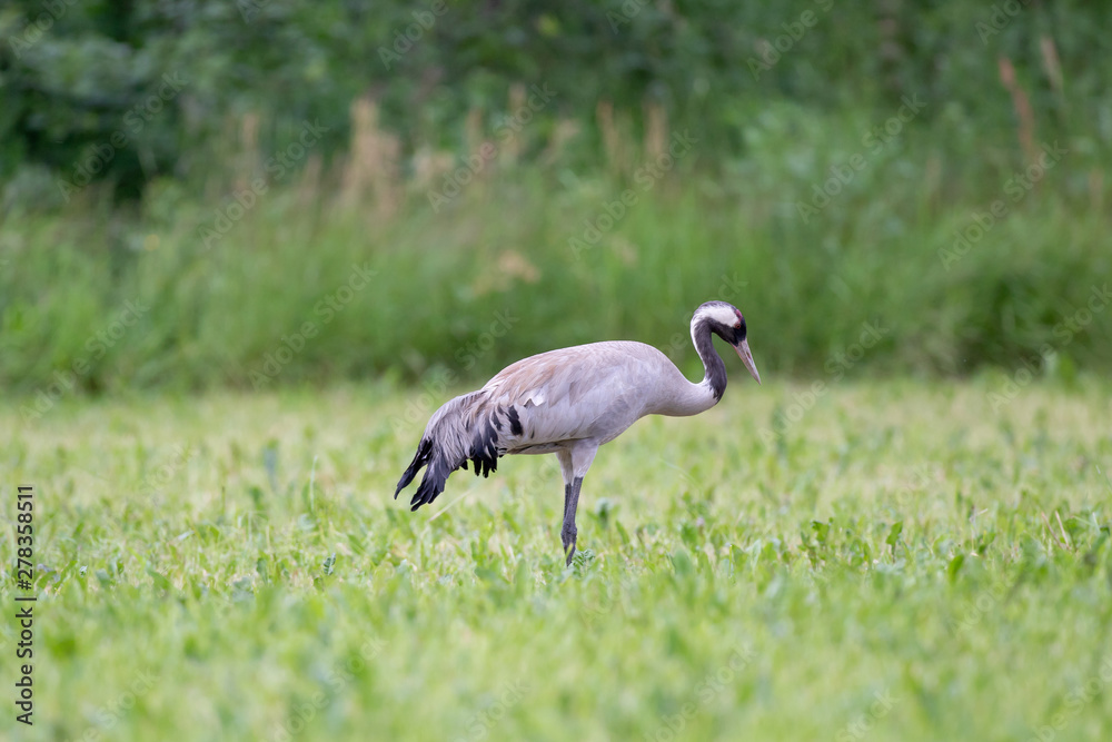 Obraz premium Kranich