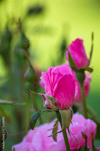 Rose flower in a roses garden