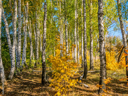 Birch trees in the autumn forest
