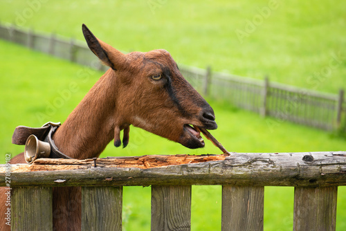Fototapeta Naklejka Na Ścianę i Meble -  Goat feeding with rotten wood