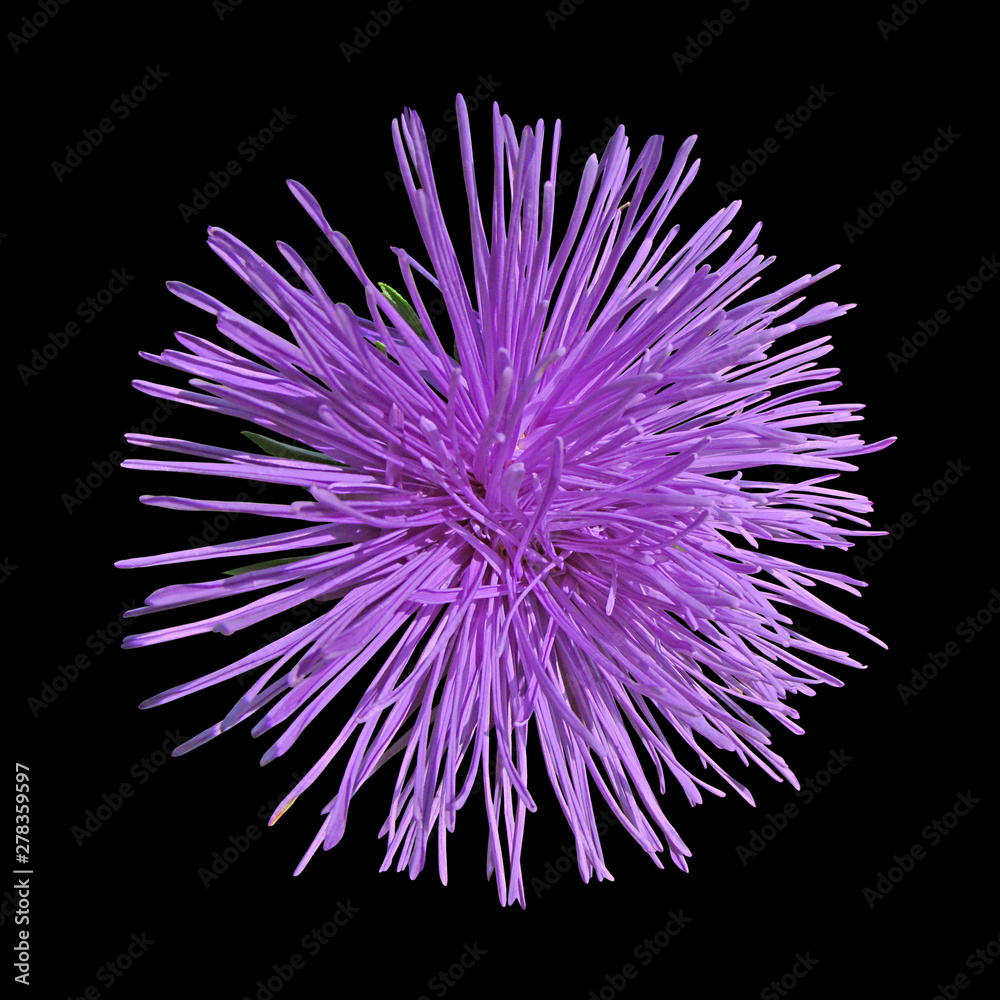 Violet flower aster isolated on black background Violet flower aster isolated on black background