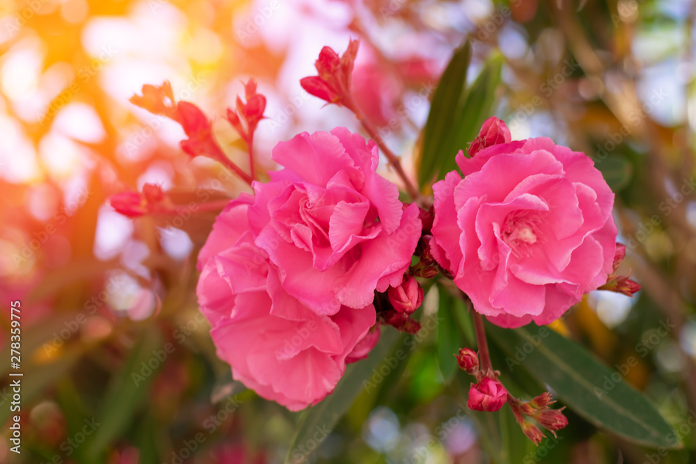 Lovely blooming bright pink oleander flowers with green leaves.Prolific large Pink Oleander shrub produces loads of fragrant pink flowers contrasting with green leaves.